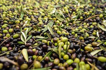 Organic Palestinian Olive Oil