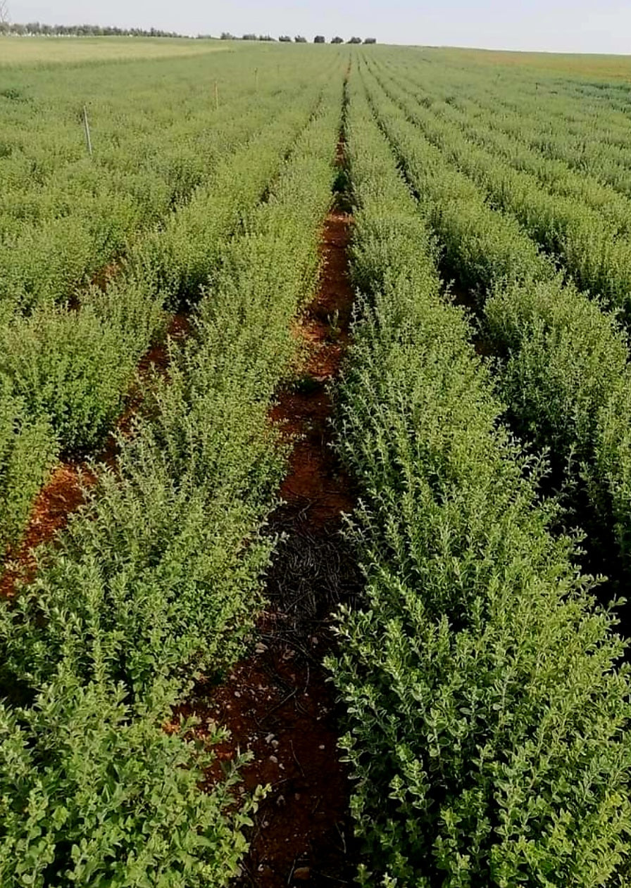 Organic Palestinian Za'atar