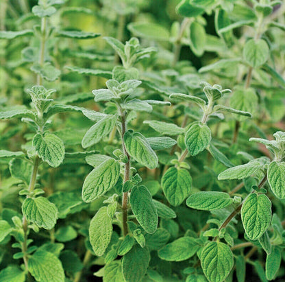 Organic Palestinian Za'atar