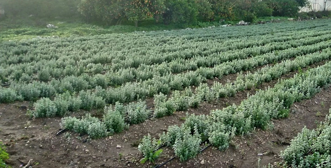 Organic Palestinian Za'atar